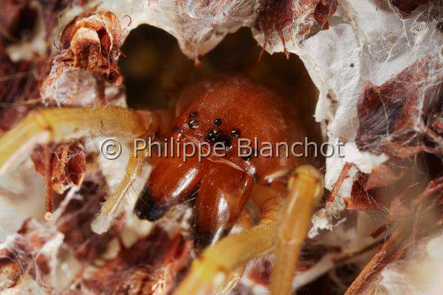 Eutichuridae_0053.JPG - France, Morbihan (56), Araneae, Eutichuridae, Chiracanthe ponctué (Chirachantium punctarium), femelle sur sa loge de soie, in "Portraits d'araignées" de Christine Rollard et Philippe Blanchot, ed. Quae