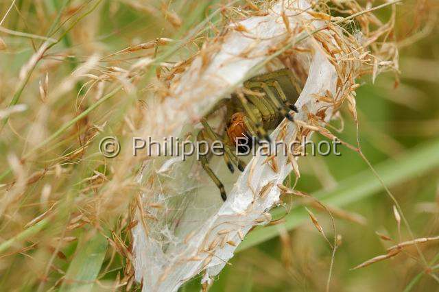 Eutichuridae_0250.JPG - France, Morbihan (56), Araneae, Eutichuridae, Chiracanthe ponctué (Chirachantium punctarium), femelle dans sa loge de soie, Long-legged sac spiders,in "Portraits d'araignées" de Christine Rollard et Philippe Blanchot, ed. Quae