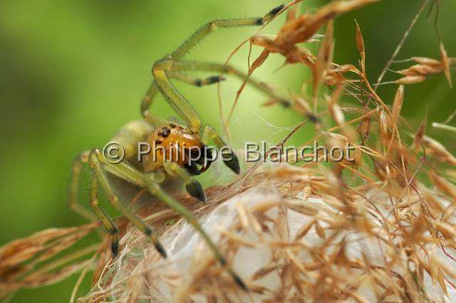 Eutichuridae_0425.JPG - France, Morbihan (56), Araneae, Eutichuridae, Chiracanthe ponctué (Chirachantium punctarium), femelle sur sa loge de soie, Long-legged sac spiders, in "Portraits d'araignées" de Christine Rollard et Philippe Blanchot, ed. Quae