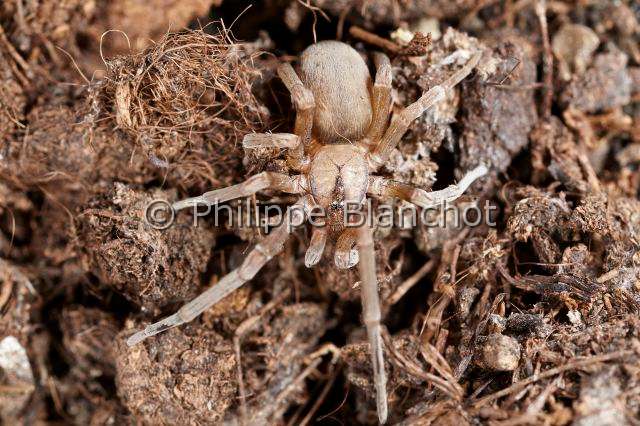 Filistatidae_3432.JPG - France, Corse, Araneae, Filistatidae, Araignée filistate (Filistata insidiatrix), Crevice weaver