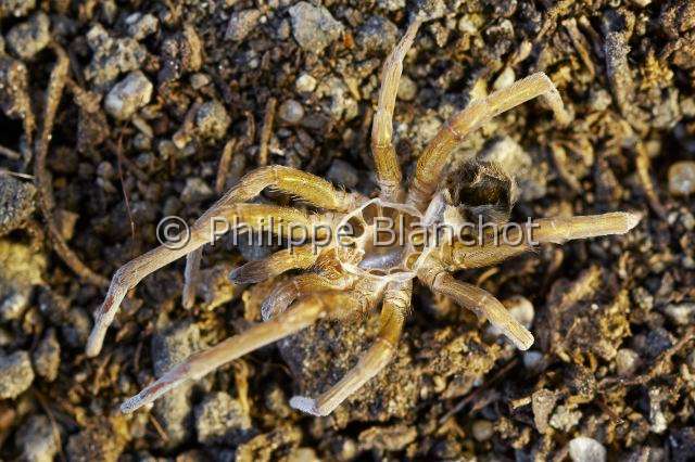 Filistatidae_4377.JPG - France, Corse, Araneae, Filistatidae, Mue de l'araignée filistate (Filistata insidiatrix), Crevice weaver, in "Portraits d'araignées" de Christine Rollard et Philippe Blanchot, ed. Quae
