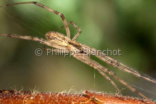Filistatidae_8815.JPG - France, Corse-du-Sud (2A), Araneae, Filistatidae, Araignée filistate (Filistata insidiatrix), femelle sur sa toile, Crevice weaver, in "Portraits d'araignées" de Christine Rollard et Philippe Blanchot, ed. Quae