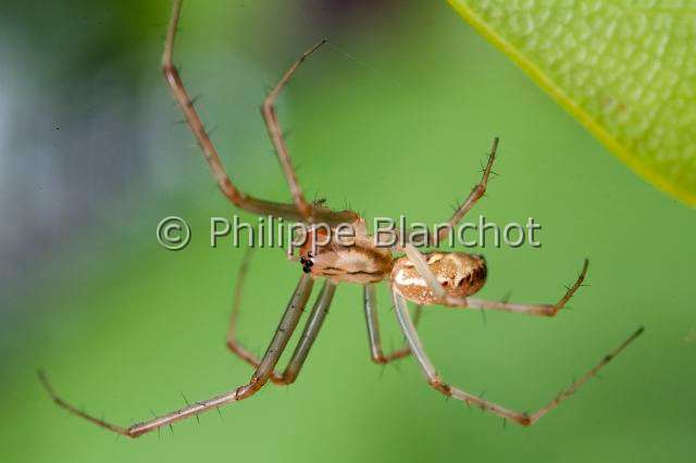 Linyphiidae_0050.JPG - France, Araneae, Linyphiidae, Araignée à baldaquin ou Linyphie (Linyphia triangularis), Common hammock-weaver or European hammock spider