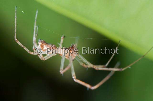 Linyphiidae_0061.JPG - France, Araneae, Linyphiidae, Araignée à baldaquin ou Linyphie (Linyphia triangularis), Common hammock-weaver or European hammock spider