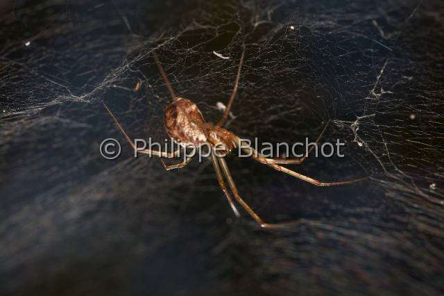 Linyphiidae_0146.JPG - France, Araneae, Linyphiidae, araignée à baldaquin (Linyphia triangularis), femelle, 6 mm, sous sa toile en hamac, Common hammock-weaver or European hammock spider