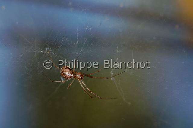 Linyphiidae_0166.JPG - France, Araneae, Linyphiidae, Araignée à baldaquin ou Linyphie (Linyphia triangularis), femelle, 6 mm, sous sa toile en hamac, Common hammock-weaver or European hammock spider