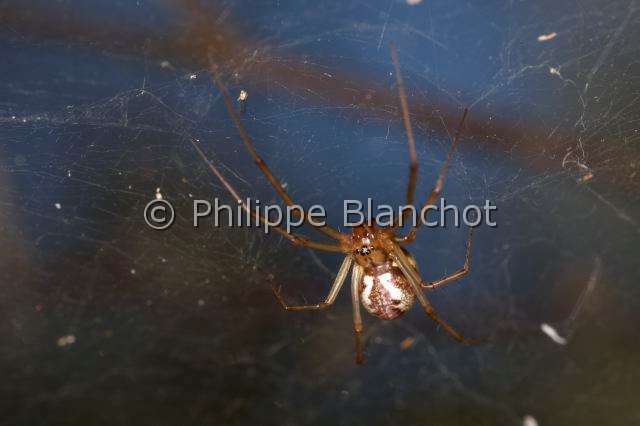 Linyphiidae_0172.JPG - France, araignée à baldaquin (Linyphia triangularis), femelle, 6 mm, sous sa toile en hamac, Common hammock-weaver or European hammock spider