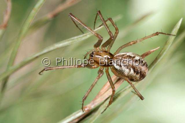 Linyphiidae_0404.JPG - France, Araneae, Linyphiidae, Araignée à baldaquin ou Linyphie (Linyphia triangularis), Common hammock-weaver or European hammock spider