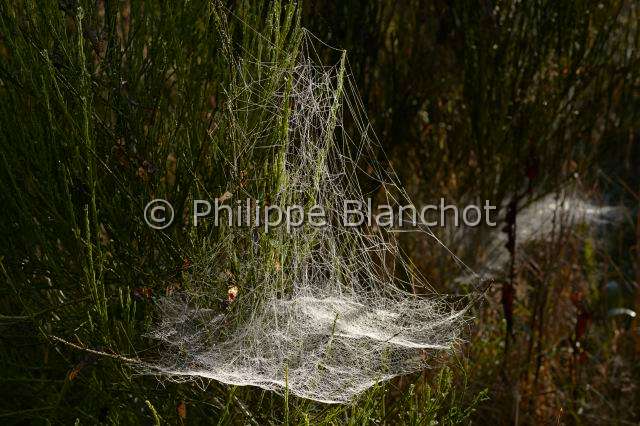 Linyphiidae_1432.JPG - France, Araneae, Araignée à baldaquin (Linyphia triangularis), toile en hamac ornée de perles de rosée, Hammock-weaver or European hammock spider, in "Portraits d'araignées" de Christine Rollard et Philippe Blanchot, ed. Quae