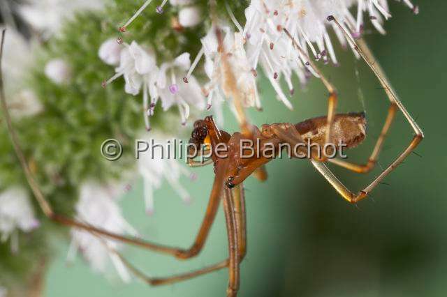 Linyphiidae_4337.JPG - France, Araneae, Linyphiidae, Araignée à baldaquin ou Linyphie (Linyphia triangularis), mâle, Common hammock-weaver or European hammock spider