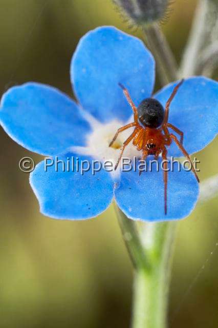 Linyphiidae_4510.JPG - France, Araneae, Linyphiidae, Araignée à baldaquin (Hypomma bituberculatum), hammock spider, in "Portraits d'araignées" de Christine Rollard et Philippe Blanchot, ed. Quae