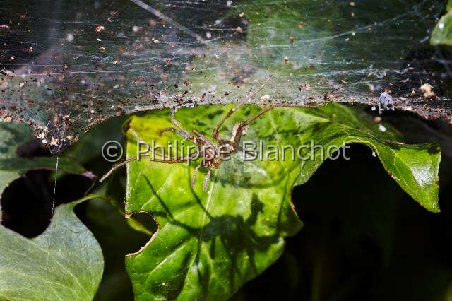 Linyphiidae_4599.JPG - France, Morbihan (56), Araneae, Linyphiidae, Mue d'une araignée à baldaquin ou Linyphie (Linyphia triangularis) sous sa toile en hamac, Exuvia of a hammock-weaver, in "Portraits d'araignées" de Christine Rollard et Philippe Blanchot, ed. Quae