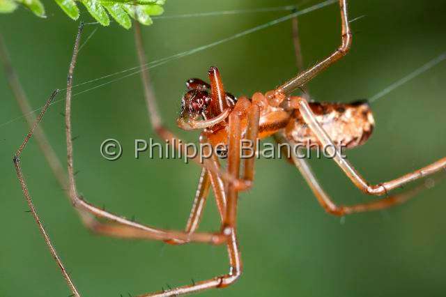 Linyphiidae_5403.JPG - France, Araneae, Linyphiidae, Araignée à baldaquin ou Linyphie (Linyphia triangularis), mâle, Common hammock-weaver or European hammock spider