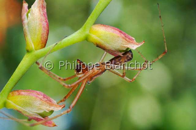 Linyphiidae_9875.JPG - France, Araneae, Linyphiidae, Araignée à baldaquin ou Linyphie (Linyphia triangularis), mâle, Common hammock-weaver or European hammock spider, in "Portraits d'araignées" de Christine Rollard et Philippe Blanchot, ed. Quae