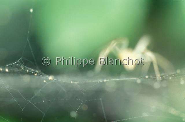Linyphiidae_araignee-diapo.JPG - France, Araneae, Linyphiidae, Araignée à baldaquin (Linyphia sp) sur sa toile, hammock spider