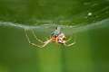 Linyphiidae_0366