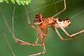 Linyphiidae_5403