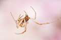 Linyphiidae_9915