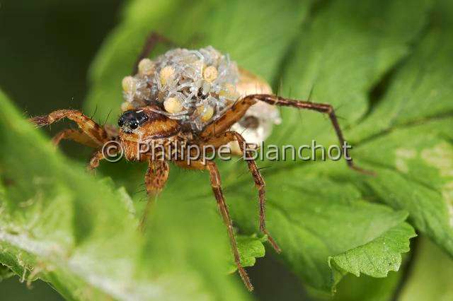 Lycosidae_0438.JPG - France, Araneae, Lycosidae, Lycose ou Araignée-loup (Pardosa lugubris), femelle portant ses jeunes araignées sur le dos, peu après leur sortie du cocon, Wolf spider