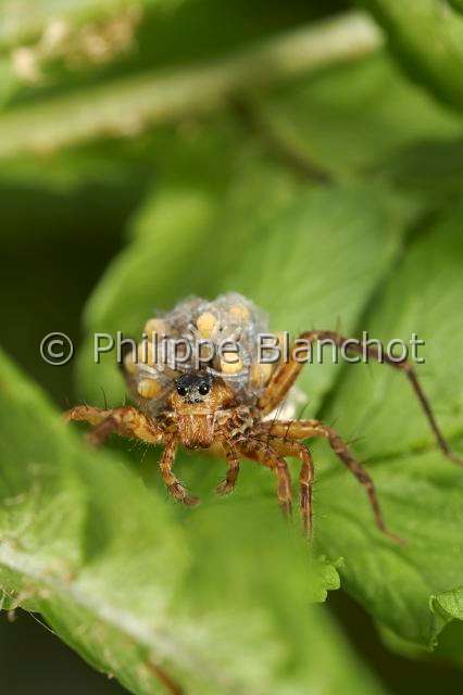 Lycosidae_0439.JPG - France, Araneae, Lycosidae, Lycose ou Araignée-loup (Pardosa lugubris), femelle portant ses jeunes araignées sur le dos, peu après leur sortie du cocon, Wolf spider