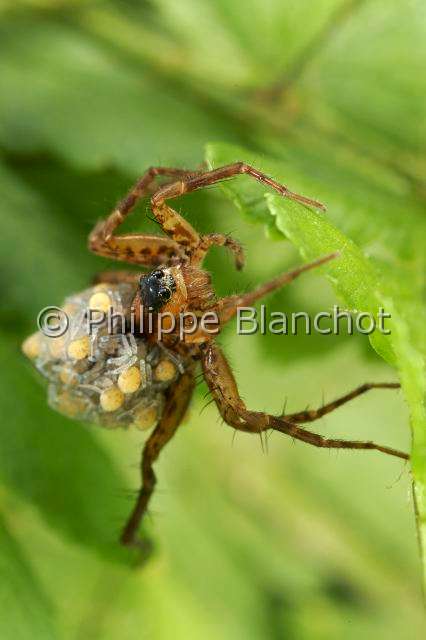 Lycosidae_0445.JPG - France, Araneae, Lycosidae, Lycose ou Araignée-loup (Pardosa lugubris), femelle portant ses jeunes araignées sur le dos, peu après leur sortie du cocon, Wolf spider