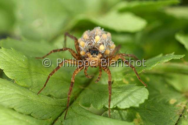 Lycosidae_0453.JPG - France, Araneae, Lycosidae, Lycose ou Araignée-loup (Pardosa lugubris), femelle portant ses jeunes araignées sur le dos, peu après leur sortie du cocon, Wolf spider, in "Portraits d'araignées" de Christine Rollard et Philippe Blanchot, ed. Quae