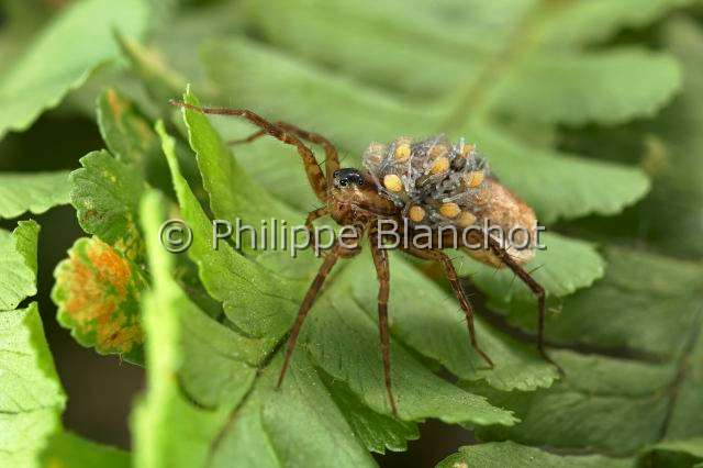 Lycosidae_0475.JPG - France, Araneae, Lycosidae, Lycose ou Araignée-loup (Pardosa lugubris), femelle portant ses jeunes araignées sur le dos, peu après leur sortie du cocon, Wolf spider