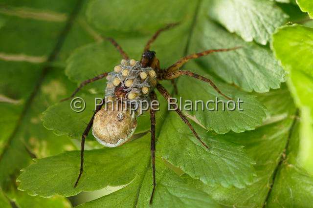 Lycosidae_0476.JPG - France, Araneae, Lycosidae, Lycose ou Araignée-loup (Pardosa lugubris), femelle portant ses jeunes araignées sur le dos, peu après leur sortie du cocon, Wolf spider