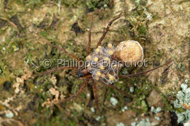 Lycosidae_0571.JPG - France, Araneae, Lycosidae, Lycose ou Araignée-loup (Pardosa lugubris), femelle portant ses jeunes araignées sur le dos, peu après leur sortie du cocon, Wolf spider