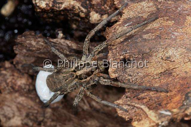 Lycosidae_1218.JPG - France,  Araneae, Lycosidae, Araignée-loup, Tarentule radiée, Fausse tarentule ou Hogna rayée (Hogna radiata), femelle portant son cocon, Wolf spider