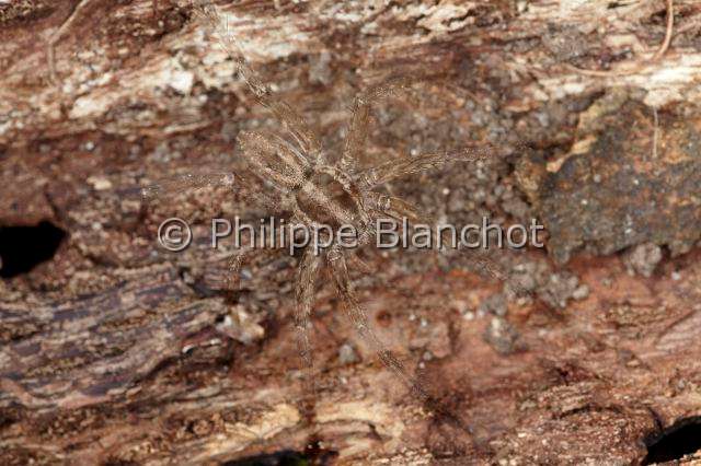 Lycosidae_1219.JPG - France,  Araneae, Lycosidae, Araignée-loup, Tarentule radiée, Fausse tarentule ou Hogna rayée (Hogna radiata), mâle en mouvement, Wolf spider