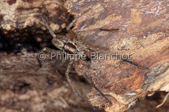 Lycosidae_1225.JPG - France,  Araneae, Lycosidae, Araignée-loup, Tarentule radiée, Fausse tarentule ou Hogna rayée (Hogna radiata), male, Wolf spider