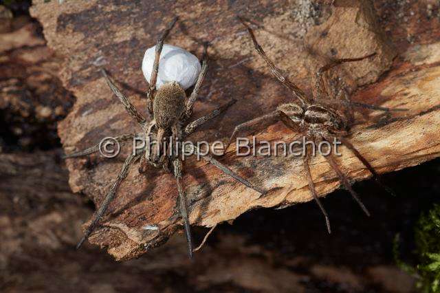 Lycosidae_1262.JPG - France,  Araneae, Lycosidae, Araignée-loup, Tarentule radiée, Fausse tarentule ou Hogna rayée (Hogna radiata), femelle portant son cocon et le mâle, Wolf spider, in "Portraits d'araignées" de Christine Rollard et Philippe Blanchot, ed. Quae