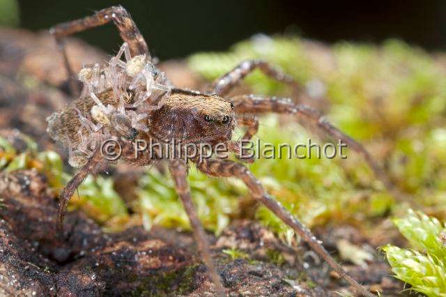 Lycosidae_8664.JPG - France, Araneae, Lycosidae, Lycose ou Araignée-loup (Pardosa lugubris), femelle portant ses jeunes araignées sur le dos, peu après leur sortie du cocon, Wolf spider