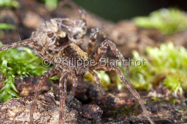 Lycosidae_8671.JPG - France, Araneae, Lycosidae, Lycose ou Araignée-loup (Pardosa lugubris), femelle portant ses jeunes araignées sur le dos, peu après leur sortie du cocon, Wolf spider