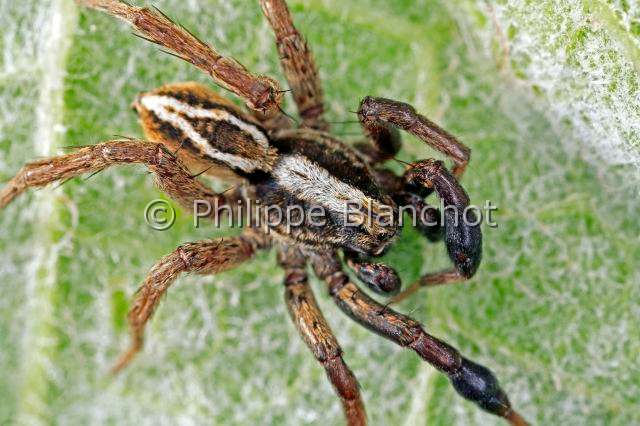 Lycosidae_alopecosa-2.JPG - France, Araneae, Lycosidae, Lycose ou Araignée-loup (Alopecosa cuneata), mâle, Wolf spider