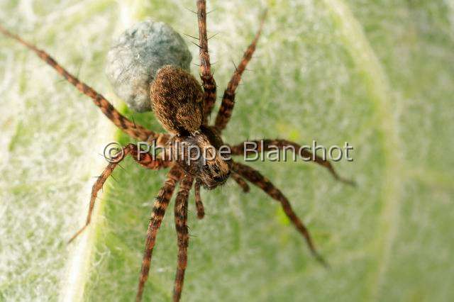 Lycosidae_pardosa-lugubris.JPG - France, Araneae, Lycosidae, Lycose ou Araignée-loup (Pardosa lugubris), femelle portant son cocon, Wolf spider