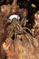 Lycosidae_1212