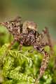 Lycosidae_8469