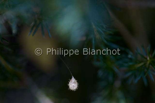 Mimetidae_4718.JPG - France, Pyrénées-Atlantique (64), Araneae, Mimetidae, cocon pédonculé de l'araignée pirate (Ero sp), Pedunculate cocoon of Pirate spider, in "Portraits d'araignées" de Christine Rollard et Philippe Blanchot, ed. Quae