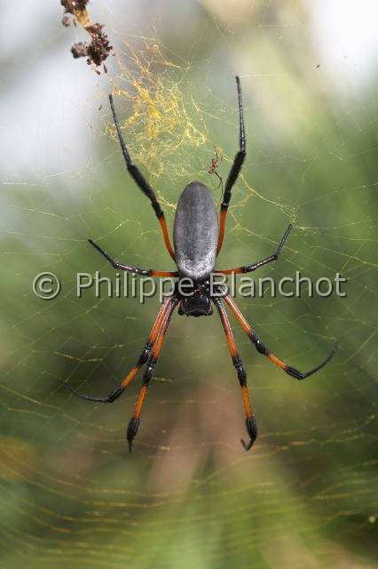 Nephilidae_0053.JPG - France, île de la Réunion, Araneae, Nephilidae, Araignée, Néphile dorée ou Bibe(Nephila inaurata madagascariensis) sur sa toile, femelle et mâle (10 fois plus petit), Golden silk orb-weaver, in "Portraits d'araignées" de Christine Rollard et Philippe Blanchot, ed. Quae