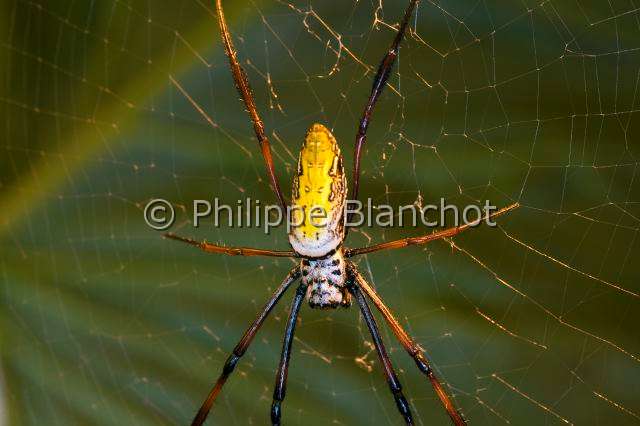 Nephilidae_4131.JPG - France, île de la Réunion, Araneae, Nephilidae, Araignée, Néphile dorée ou Bibe(Nephila inaurata madagascariensis) sur sa toile, Golden silk orb-weaver