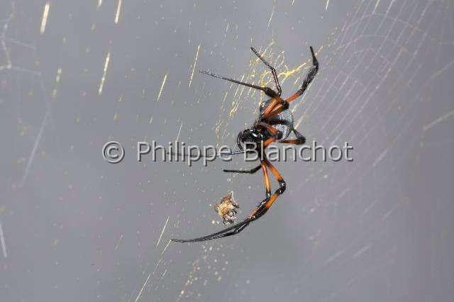 Nephilidae_9617.JPG - France, île de la Réunion, Araneae, Nephilidae, Araignée, Néphile dorée ou Bibe(Nephila inaurata madagascariensis) sur sa toile capturant une proie, Golden silk orb-weaver
