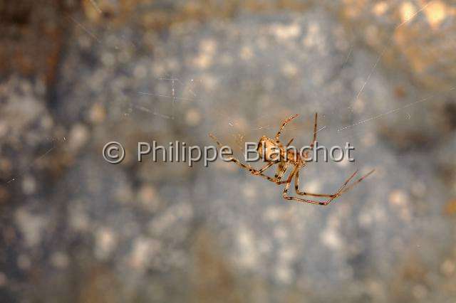 PBL_Araignees_2014_MG_8303.JPG - France, Paris (75), Muséum national d'Histoire naturelle, carrières soterraines sous le jardin des plantes, Nesticidae, Araignée Nesticide (Nesticus cellulanus, Scaffold Web spiders