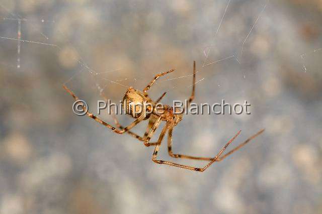 PBL_Araignees_2014_MG_8307.JPG - France, Paris (75), Muséum national d'Histoire naturelle, carrières soterraines sous le jardin des plantes, Nesticidae, Araignée Nesticide (Nesticus cellulanus, Scaffold Web spiders, in "Portraits d'araignées" de Christine Rollard et Philippe Blanchot, ed. Quae