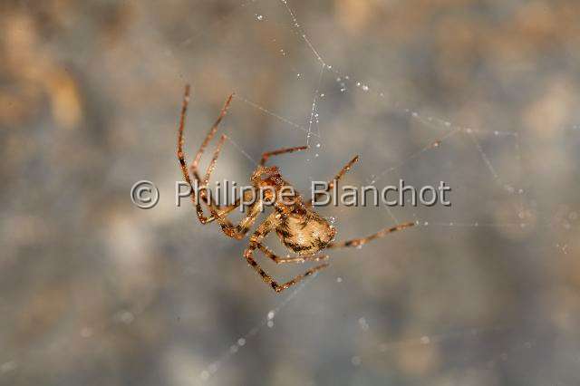 PBL_Araignees_2014_MG_8319.JPG - France, Paris (75), Muséum national d'Histoire naturelle, carrières soterraines sous le jardin des plantes, Nesticidae, Araignée Nesticide (Nesticus cellulanus, Scaffold Web spiders
