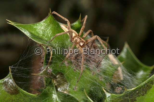 Pisauridae_0149.JPG - France, Araneae, Pisauridae, Araignée, Pisaure admirable (Pisaura mirabilis), femelle protégeant ses bébés sur la toile pouponnière, female of Nursery web spider protecting its babies on the nursery web