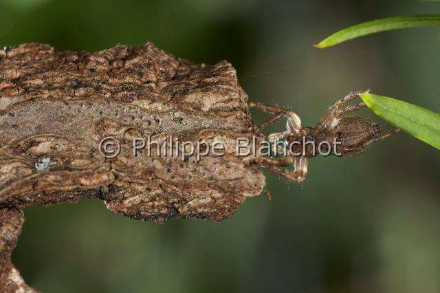 Salticidae_0111-1.JPG - France, Araneae, Salticidae, Araignée sauteuse ou Saltique (Evarcha falcata), femelle, Jumping spider, in "Portraits d'araignées" de Christine Rollard et Philippe Blanchot, ed. Quae