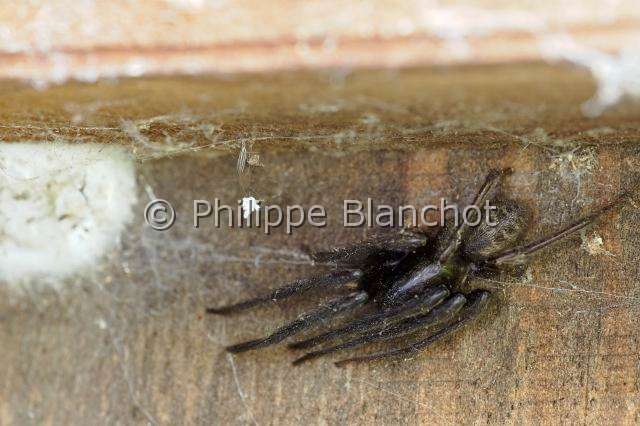Segestriidae_1128.JPG - France, Araneae, Segestriidae, Araignée, Ségestrie florentine (Segestria florentina), femelle prtégeant son cocon/, Tube web spider or Cellar spider
