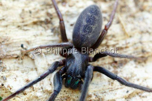 Segestriidae_4929.JPG - France, Pyrénées-Atlantiques (64), Araneae, Segestriidae, Araignée, Ségestrie (Segestria florentina),Tube web spider or Cellar spider